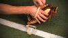 How To Break In A Baseball Or Softball Glove
