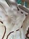 Rawlings Heart Of The Hide Baseball Glove Premium Leather