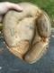 Vintage Rawlings Heart Of The Hide Made In Usa Baseball Catchers Mitt